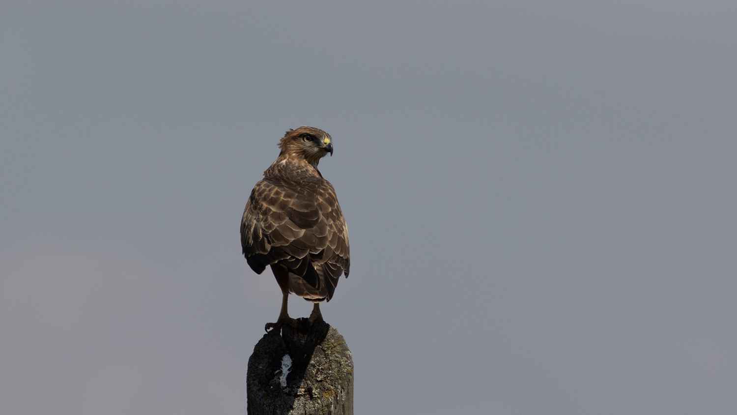 Common Buzzard